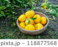 実りの柚子 118877568