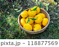 実りの柚子 118877569
