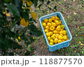 実りの柚子 118877570