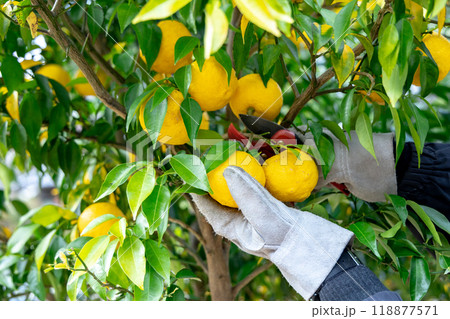 柚子の収穫 118877571