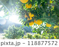 実りの柚子 118877572