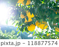 実りの柚子 118877574