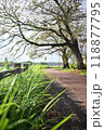桜の花びらが散った道 118877795