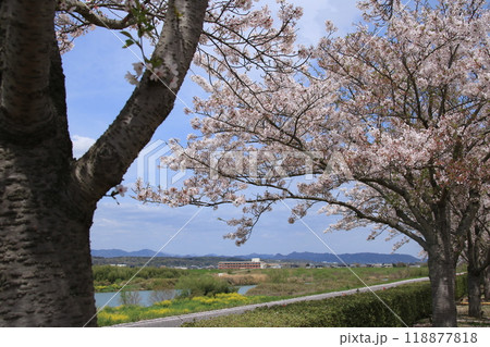 満開のおの桜づつみ回廊の桜と加古川の風景 118877818