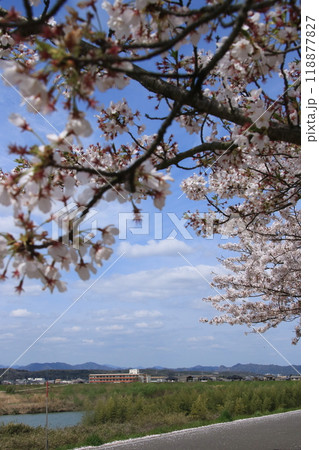 満開のおの桜づつみ回廊の桜と加古川の風景 118877827
