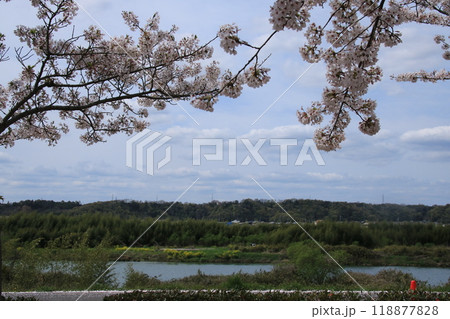 満開のおの桜づつみ回廊の桜と加古川の風景 118877828