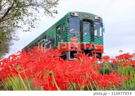 真岡鐵道「北真岡の彼岸花アップ」列車背景に 真岡鐵道「北真岡の彼岸花アップ」列車背景に 118877854
