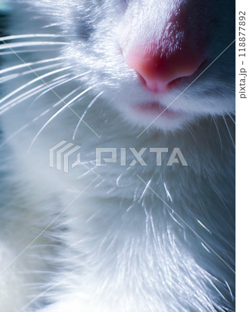 Cute white cat, feline pink nose close up, white cat with whiskers. Delicate banner  118877892