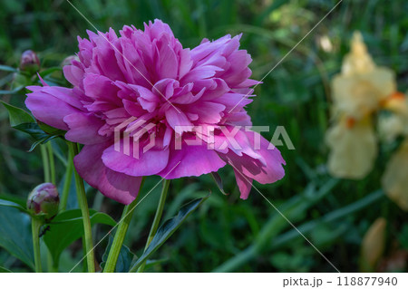 大輪のピンクの花を咲かせたシャクヤク 118877940