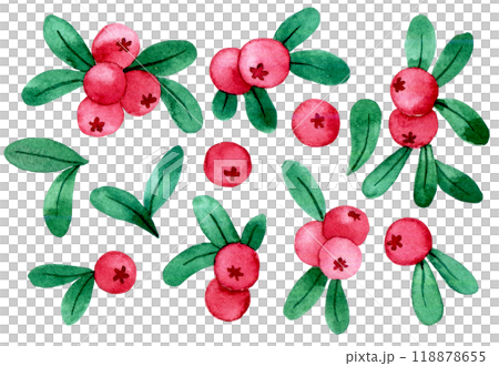 watercolor drawing, set of cranberries. illustration in simple style, wild berry leaves and berries 118878655