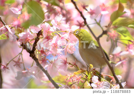河津桜の蜜を舐めるメジロ 118878883