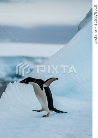 Adelie Penguin standing on an iceberg Adelie Penguin standing on an iceberg 118879019