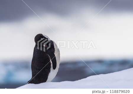 Adelie Penguin standing on an iceberg Adelie Penguin standing on an iceberg 118879020