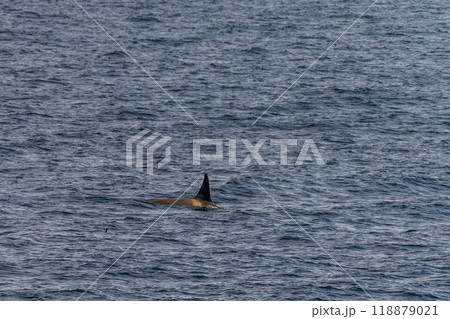 Killer whales in the Antarctic 118879021