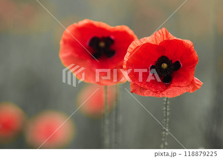 World War remembrance day. Red poppy is symbol of remembrance to those fallen in war. World War remembrance day. Red poppy is symbol of remembrance to those fallen in war. 118879225