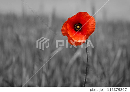 World War remembrance day. Red poppy is symbol of remembrance to those fallen in war. World War remembrance day. Red poppy is symbol of remembrance to those fallen in war. 118879267