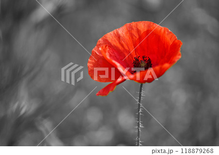 World War remembrance day. Red poppy is symbol of remembrance to those fallen in war. 118879268