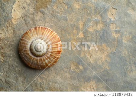 A beautiful spiral shell resting on a textured stone surface in natural light 118879438
