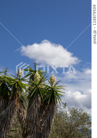 Yucca growing wild in the nature, Corfu, Greece 118879509