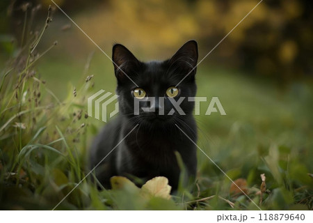 A black cat with striking yellow eyes relaxes in the green grass during a sunny autumn afternoon 118879640