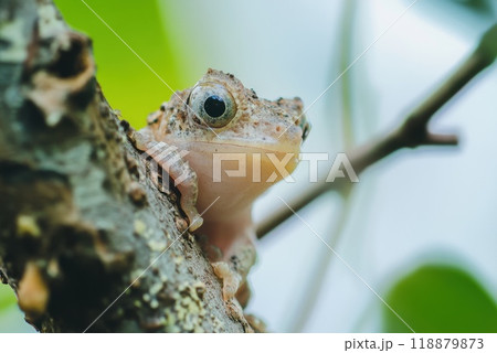 A close up of a small frog resting on a tree branch surrounded by lush greenery during daylight hours in a tropical environment 118879873