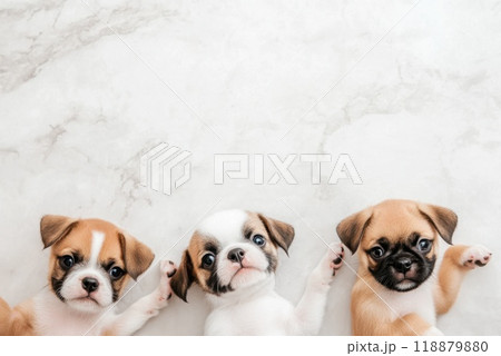 Three cute puppies lying on a marble surface showcasing their playful expressions and adorable features Three cute puppies lying on a marble surface showcasing their playful expressions and adorable features 118879880