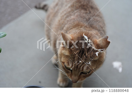 頭についた蜘蛛の巣をとってほしそうな麦わら模様のさくら猫 頭についた蜘蛛の巣をとってほしそうな麦わら模様のさくら猫 118880048