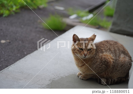軒下で雨宿りしながら晴れるのを待つ麦わら模様のさくら猫 118880051