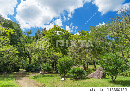 夏の嵐山公園亀山地区 夏の嵐山公園亀山地区 118880126