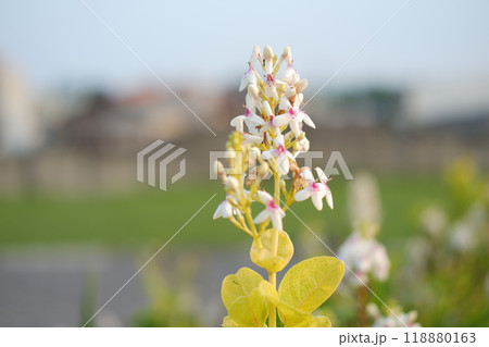 White flowers in the garden on a sunny day. Selective focus. 118880163
