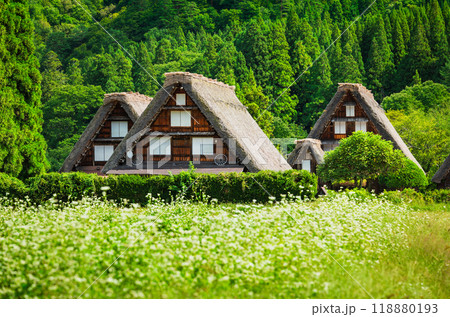 日本の原風景 秋の白川郷 日本の原風景 秋の白川郷 118880193