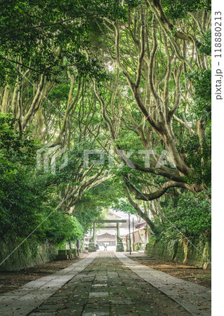 新緑の酒列磯前神社の樹叢 118880213