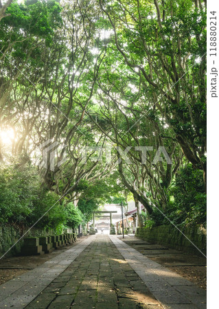 新緑の酒列磯前神社の樹叢 新緑の酒列磯前神社の樹叢 118880214