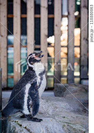 かわいらしいフンボルトペンギン 118880863