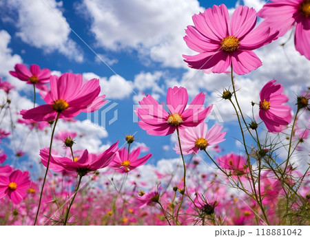 青空のコスモス畑 118881042