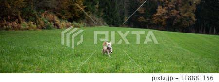 Happy little white dog running in beautiful green meadow 118881156