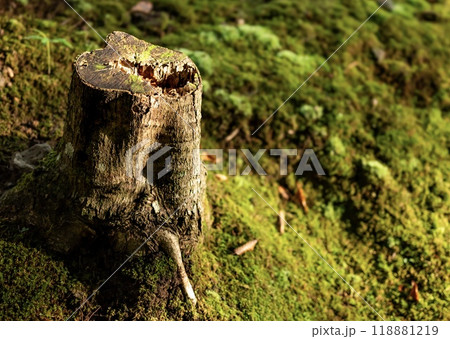 日本庭園に苔の生えた切り株 118881219