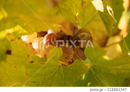Noble rot of a wine grape, botrytised grapes in sunshine Noble rot of a wine grape, botrytised grapes in sunshine 118881347