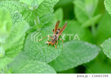 セグロアシナガバチ セグロアシナガバチ 118881399