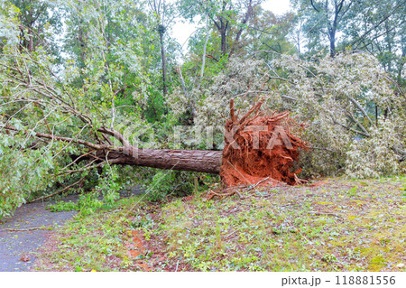 As result of hurricane winds, trees were uprooted broken fell on road 118881556