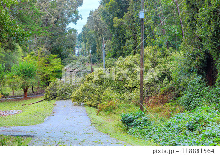 As result of hurricane, trees were uprooted, broken, fell onto roadway. 118881564