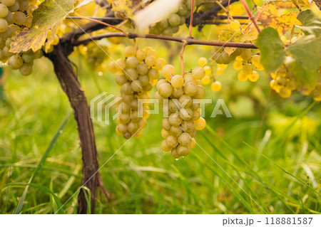 Harvesting white grape in the vineyard by sunny weather 118881587