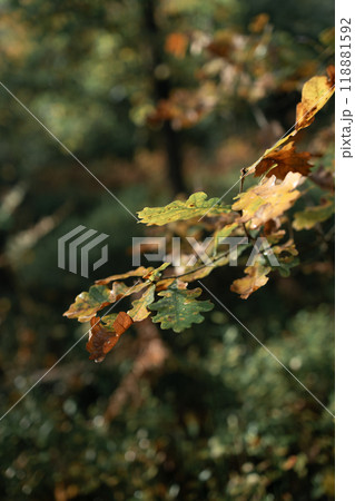 Autumn leaves on the sun. Fall blurred background. Autumn leaves on the sun. Fall blurred background. 118881592