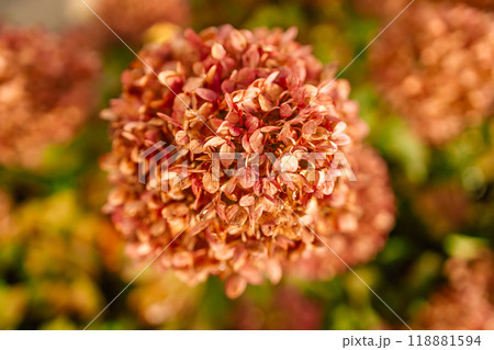 Dry hydrangea flowers close-up. Natural background. Floral texture, poster. Set the trend in champagne color. Selective focus Dry hydrangea flowers close-up. Natural background. Floral texture, poster. Set the trend in champagne color. Selective focus 118881594