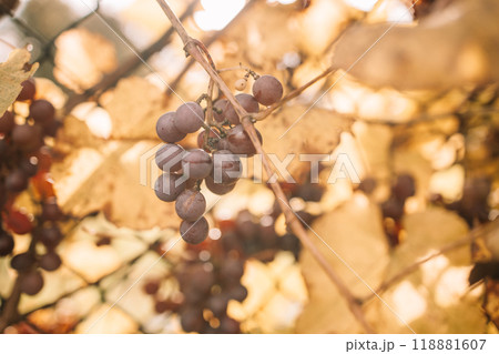 Vineyards at sunset in autumn harvest. Ripe red grape ready to harvest in fall Vineyards at sunset in autumn harvest. Ripe red grape ready to harvest in fall 118881607