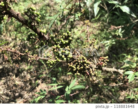 Spices called andaliman or Zanthoxylum acanthopodium DC. Ready to be harvested and sold immediately. 118881648