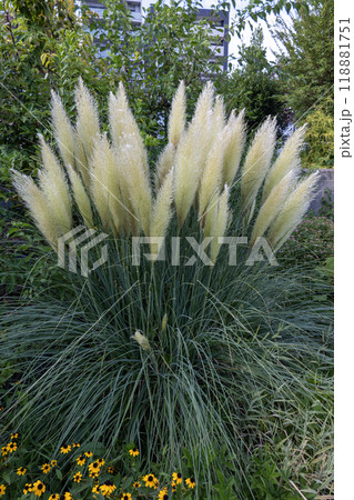 開花したシロガネヨシ 開花したシロガネヨシ 118881751