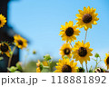 夏のひまわり 118881892