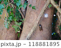 木に止まっているアブラゼミ 118881895