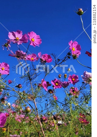 青空に映えるコスモス 118882154